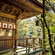 100 Butterflies In Japan