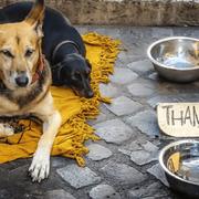 5 In 1 Picture Puzzle: Street