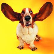 Funny Cats And Dogs Jigsaw Puzzle