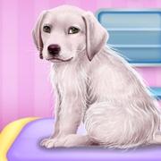 Labrador At The Doctor Salon