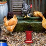 Poultry Farm Easter Escape