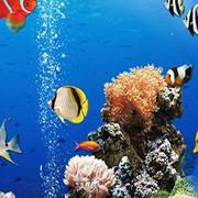 Sea Underwater Difference